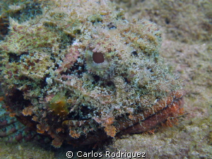 Scorpion Fish waiting for his next meal. by Carlos Rodriguez 
